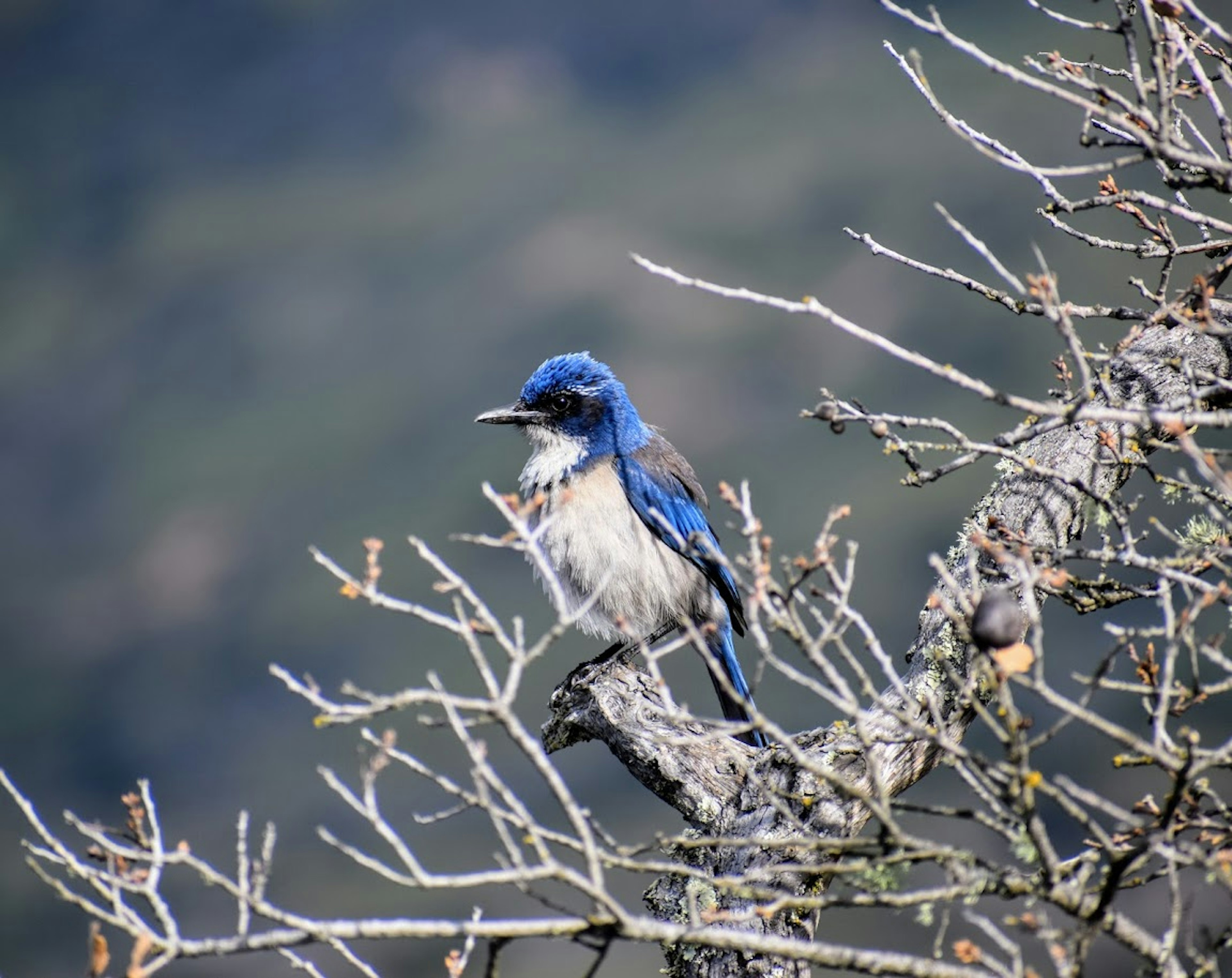 The Scrub Jay is endemic to Santa Cruz Island off the coast of Southern California. TLC also wrote a song about this bird. They didn't want them.