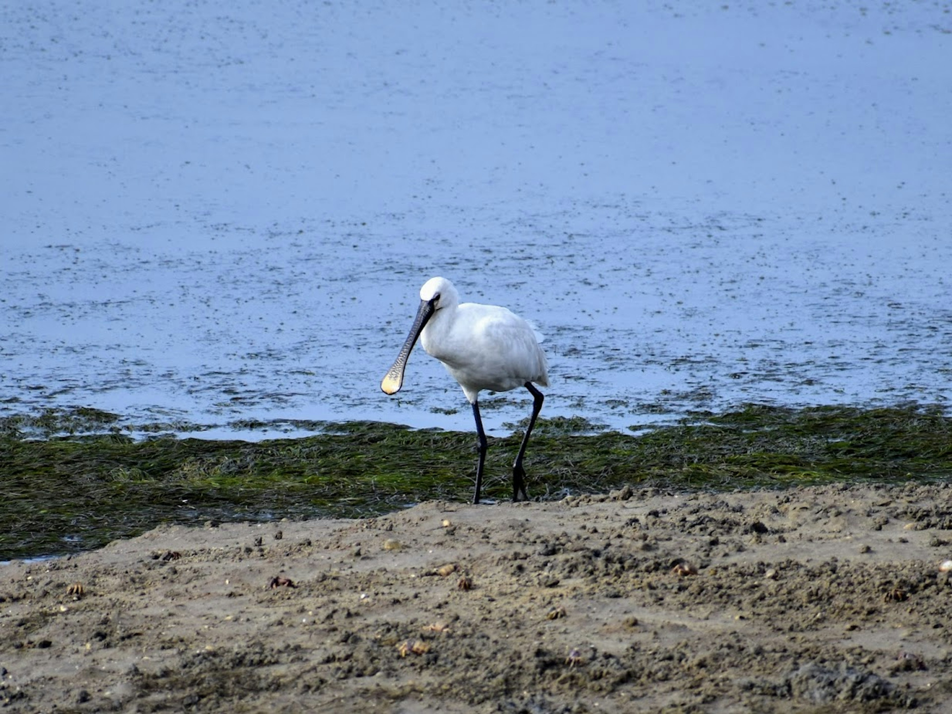 What kind of cereal do you think a spoonbill would it with its spoonbill if a spoonbill could eat cereal?